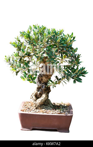 Bonsai di un albero di olivo nella pentola e completamente tagliato fuori su sfondo bianco Foto Stock