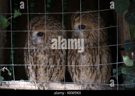 Gli animali in cattività. Coppia di gufi (assiolo) in privato piccolo zoo, la libertà degli uccelli, uccelli in gabbia - Protezione degli animali; la tutela della fauna selvatica Foto Stock