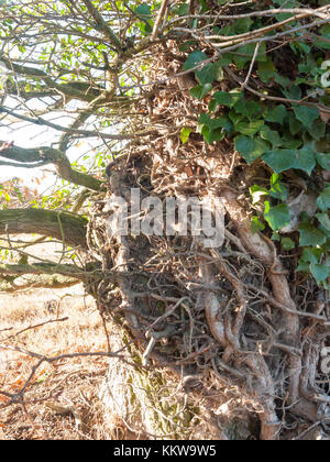 Chiudere la funzione di albero radici crescenti rami avvolto intorno; essex; Inghilterra; Regno Unito Foto Stock