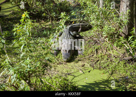 Alligatori a jungle adventures Wildlife Park,natale, Florida Foto Stock