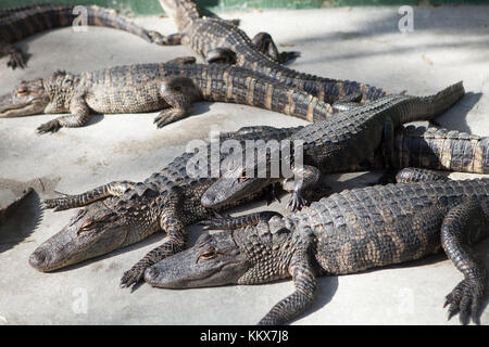 Giovani alligatori in cattività a jungle adventures wildlife park, natale, Florida Foto Stock