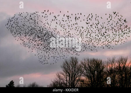 Burscough, Lancashire. Regno Unito Meteo. 2 dicembre, 2017. Migliaia di starling in cerca di un posatoio comunale in canneti a Martin Mere, sono tormentati e pursed da parte di un residente falco pellegrino. Le forme volute e formano parte di una tecnica evasiva per sopravvivere e per confondere e impressiona il rapace. Più grande è la simulazione di greggi, più è difficile per i predatori individuare e prendere un singolo uccello. Per gli storni possono volare rapidamente in coordinato e ipnotizzante formazioni come una azione di gruppo per sopravvivere all'attacco. Credito: MediaWorldImages/Alamy Live News Foto Stock