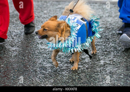 Liverpool, Merseyside Regno Unito 3 dicembre, 2017. Il BTR Liverpool Santa Dash corso inizia e termina nel centro di Liverpool con un 5K percorso stradale inizio al Pier Head sul Canada Boulevard di fronte al fegato edifici. Il festoso spettacolo con migliaia di Babbo Natale & cani indossare tute di Santa, in esecuzione per il divertimento in giro per le strade evento è aperto a guide, per chi ama fare jogging e walkers ma tutti a prendere parte alla Santa tuta dotata sia di colore rosso per Liverpool FC o blu per Everton FC. Essa termina davanti al Municipio di Castle Street. Credito: MediaWorldImages /Alamy Live News Foto Stock