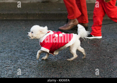 I cani in costumi di Natale in Liverpool, Merseyside, Regno Unito, dicembre 2017. Il BTR Liverpool Santa Dash corso inizia e termina nel centro di Liverpool con un 5K percorso stradale inizio al Pier Head sul Canada Boulevard di fronte al fegato edifici. Il festoso spettacolo con migliaia di Babbo Natale & cani indossare tute di Santa, in esecuzione per il divertimento in giro per le strade evento è aperto a guide, per chi ama fare jogging e walkers ma tutti a prendere parte alla Santa tuta dotata sia di colore rosso per Liverpool FC o blu per Everton FC. Essa termina davanti al Municipio di Castle Street. Credito: MediaWorl Foto Stock