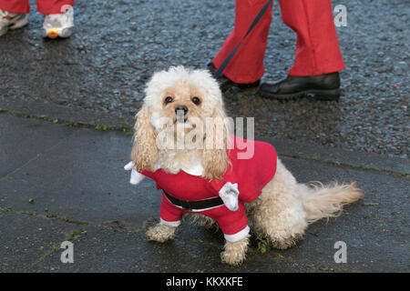 I cani in costumi di Natale in Liverpool, Merseyside, Regno Unito, dicembre 2017. Il BTR Liverpool Santa Dash corso inizia e termina nel centro di Liverpool con un 5K percorso stradale inizio al Pier Head sul Canada Boulevard di fronte al fegato edifici. Il festoso spettacolo con migliaia di Babbo Natale & cani indossare tute di Santa, in esecuzione per il divertimento in giro per le strade evento è aperto a guide, per chi ama fare jogging e walkers ma tutti a prendere parte alla Santa tuta dotata sia di colore rosso per Liverpool FC o blu per Everton FC. Essa termina davanti al Municipio di Castle Street. Credito: MediaWorl Foto Stock