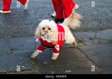 I cani in costumi di Natale in Liverpool, Merseyside, Regno Unito, dicembre 2017. Il BTR Liverpool Santa Dash corso inizia e termina nel centro di Liverpool con un 5K percorso stradale inizio al Pier Head sul Canada Boulevard di fronte al fegato edifici. Il festoso spettacolo con migliaia di Babbo Natale & cani indossare tute di Santa, in esecuzione per il divertimento in giro per le strade evento è aperto a guide, per chi ama fare jogging e walkers ma tutti a prendere parte alla Santa tuta dotata sia di colore rosso per Liverpool FC o blu per Everton FC. Essa termina davanti al Municipio di Castle Street. Credito: MediaWorl Foto Stock