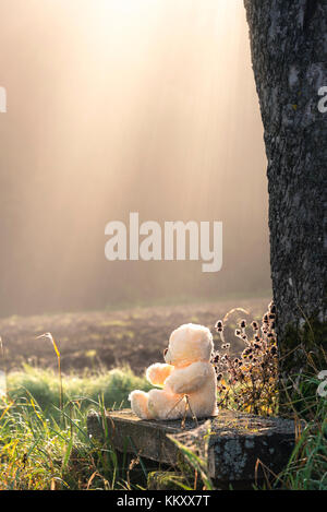 Farcite orsacchiotto giocattolo seduto da solo, su un vecchio banco di legno, alla base di un albero, circondato da erba e altre piante, sotto i raggi solari del mattino Foto Stock