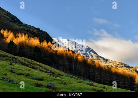 Bassa sunshine cattura le punte degli alberi in Mickleden con coperte di neve è sceso di prua n lo sfondo Foto Stock