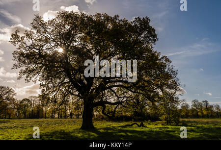 Rising Sun dietro un albero a Trent Park nel nord di Londra, Regno Unito Foto Stock