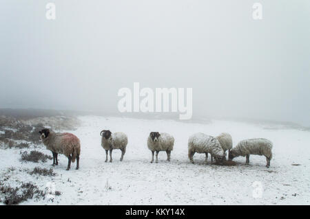 Pecore nella neve Foto Stock