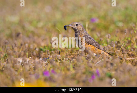 Tordo rock femminile con le prede. Foto Stock