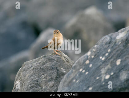 Scricciolo, Troglodytes troglodytes, appollaiato sulla roccia, cercando alert sul bordo della baia di Morecambe, Regno Unito Foto Stock