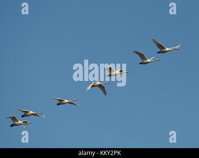 Sette whooper cigni, cygnus cygnus, in volo, sulla baia di Morecambe, Lancashire, Regno Unito Foto Stock