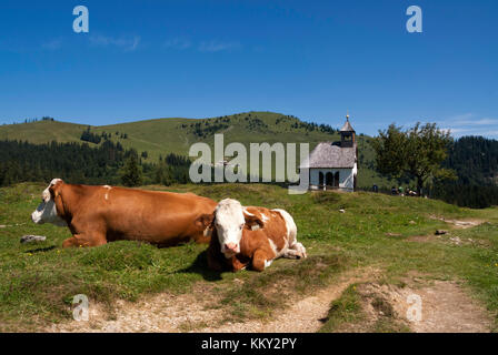 Le vacche di fronte alla cappella di postalm in Austria Foto Stock