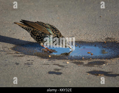 Comune, starling sturnus vulgaris, bere da pozza nel Dorset, Regno Unito Foto Stock