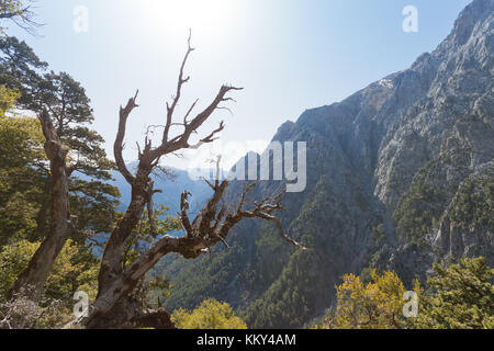 Creta - Grecia - albero all'entrata di Samaria-Gorge, Europa Foto Stock