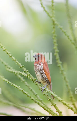 Mauritius - Africa - Piccolo uccello su di un ramo Foto Stock