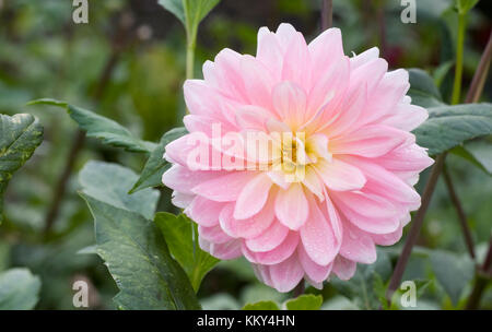 Dahlia 'Karma prospero' Fiore. Foto Stock