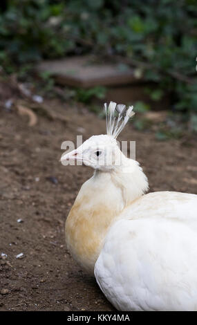 Pavo Cristatus. Peafowl bianco. Foto Stock