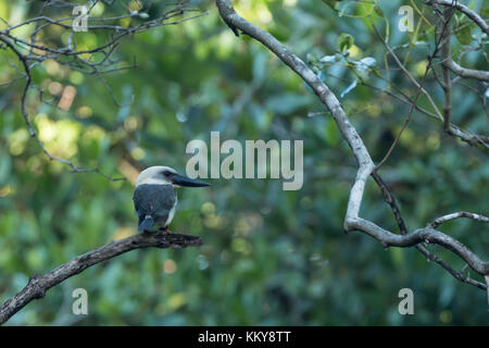 Grandi fatturati kingfisher o nero-fatturati kingfisher (Pelargopsis melanorhyncha) in Tangkoko National Park, Sulawesi Foto Stock