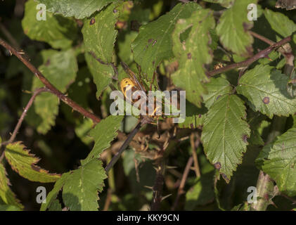 L'operaio Hornet si è preso il sole sulla foglia di bramble in ottobre, nel South Devon. Foto Stock