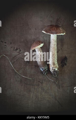 Due foresta commestibili funghi (betulla bolete - leccinum scabrum) con il terreno sopra il vecchio superficie metallica. La luce naturale del giorno. vista superiore Foto Stock