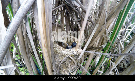 Acrocephalus scirpaceus. Il nido del reed trillo in natura. russia, Rjazan Regione (ryazanskaya oblast), il distretto pronsky. nowomitschurins Foto Stock