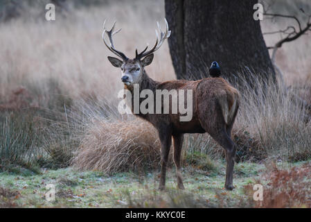 Red Deer cervo con taccola seduta su di lui su un pupazzo di neve la mattina presto a Richmond Park, Londra Foto Stock