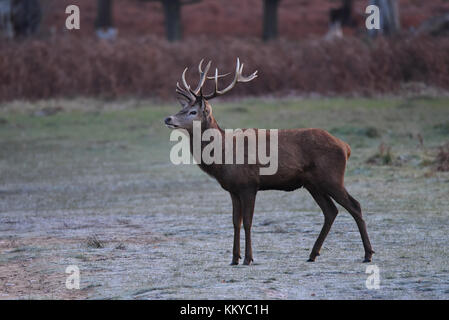 Maestoso Stag Cervo su un gelido inverno mattina a Richmond Park, Londra Foto Stock