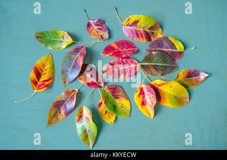 Autunno multi mosaici colorati di foglie di un albero di pera sullo sfondo di colore bluastro legno compensato Foto Stock