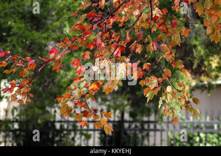 Il ramo delle colorate autunno foglie di acero appendere dalla struttura ad albero nella parte anteriore del fondo sfocato di ferro battuto recinzione e alberi sempreverdi Foto Stock