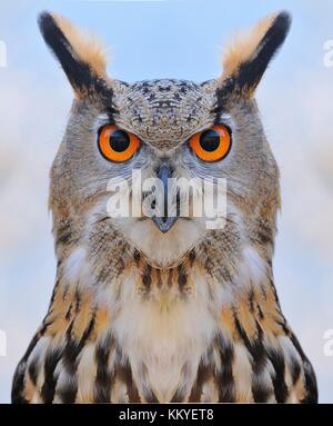 Gufo di aquila eurasiatica su una foresta di alberi. Foto Stock