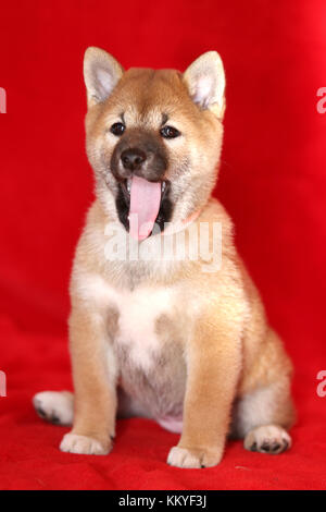 Testa verticale shot foto di un akita inu cucciolo Foto Stock