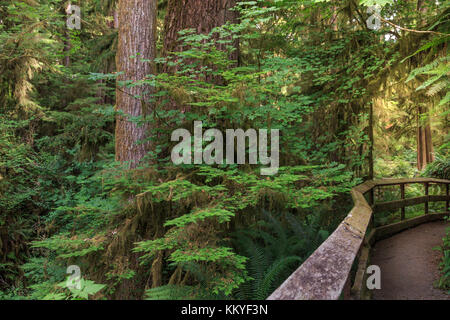 Quinault la foresta pluviale, il parco nazionale di Olympic, Washington, Stati Uniti d'America Foto Stock