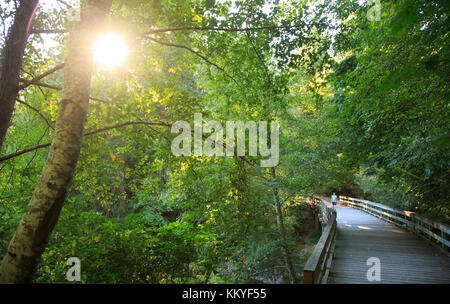 Oca galoppante sentiero regionale ( 55-chilometro) tra Victoria e leechtown, isola di Vancouver, British Columbia, Canada Foto Stock