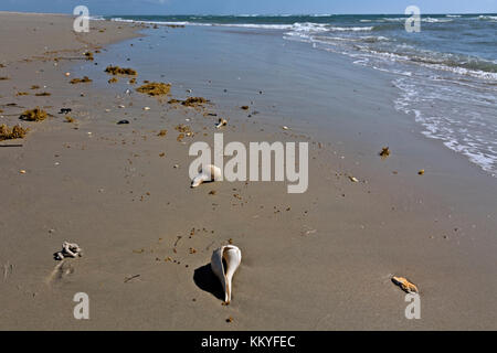 Nc01002...North Carolina - Buccino conchiglie e coralli appena lavato fino sulla spiaggia di Cape Lookout in Cape Lookout National Seashore. Foto Stock