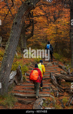 Gli escursionisti nella foresta di lenga sulla pista di laguna de los Tres, Parque Nacional Los Glaciares (area del patrimonio mondiale), Patagonia, Argentina, Sud America (MR) Foto Stock