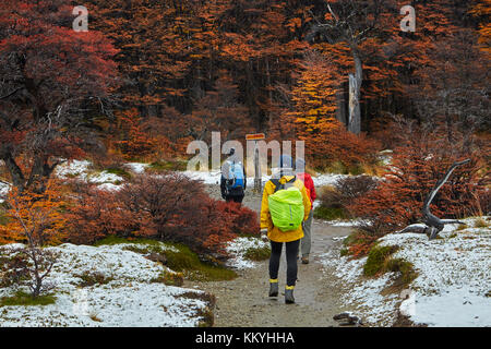 Gli escursionisti, neve e lenga foresta sulla pista di laguna de los Tres, Parque Nacional Los Glaciares (area del patrimonio mondiale), Patagonia, Argentina, Sud americ Foto Stock