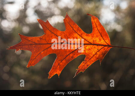 Primo piano di una quercia rossa foglie dopo caduta Foto Stock