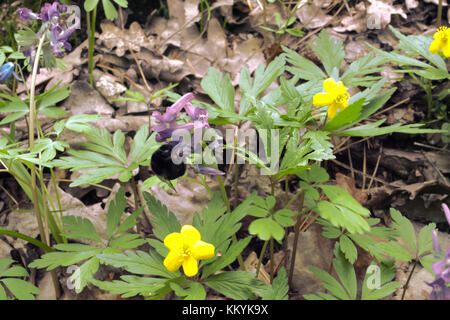 Bumblebee nettare di raccolta sul fiore di corydalis (fumewort) tra la molla prima di fiori Foto Stock