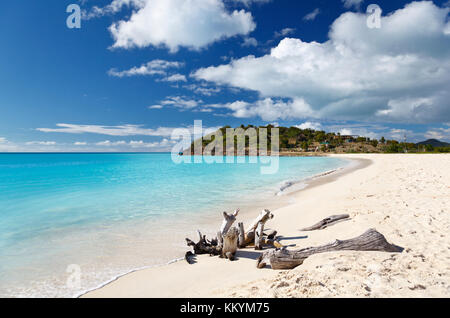 Driftwood su una spiaggia caraibica di Antigua. Foto Stock