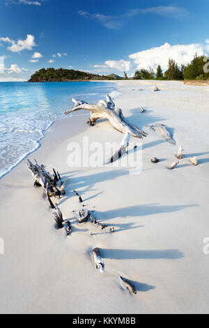 Driftwood su una spiaggia caraibica di Antigua. Foto Stock