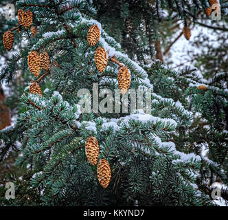 Sui rami di abete rosso, coperto di neve, appendere un sacco di coni. Foto Stock