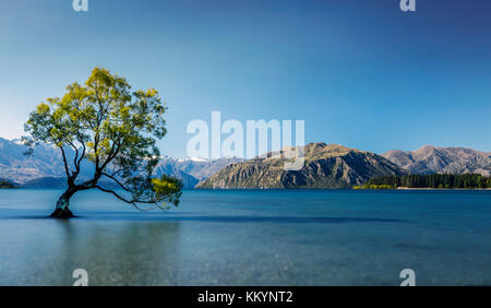 Il famoso albero del Lago Wanaka nella regione di Otago, Nuova Zelanda. Foto Stock