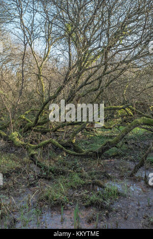 Alberi loggati in un clima temperato foresta paludosa / palude boschiva. Alberi riflessi in acqua / riflessi albero. Concetto di cattura del carbonio. Foto Stock