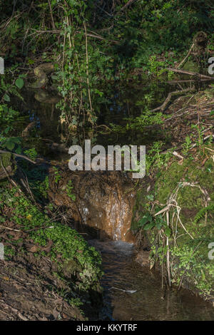 Piccolo ruscello formare da bacini di più molle in un umido molto area - metafora per generico 'acqua fonte', alla ricerca di acqua, camping all'esterno. Foto Stock