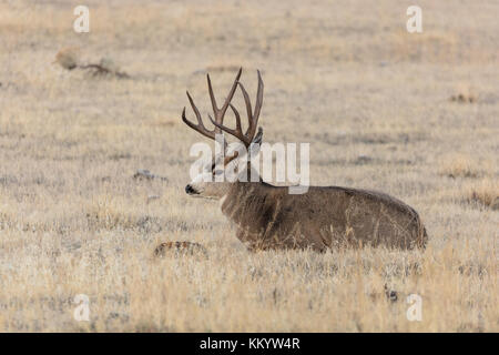 Un mulo cervo buck sorge nell'erba alta nei pressi del parco nazionale di Yellowstone entrata nord ottobre 30, 2017 in Gardiner, montana. (Foto di Jacob w. frank via planetpix) Foto Stock