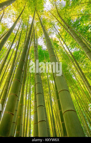 Bambù verde sullo sfondo Foto Stock