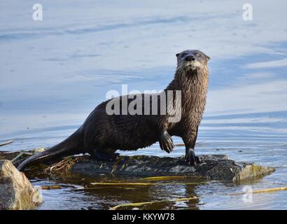 Nord America Lontra di fiume saldi su un log in acqua a seedskadee National Wildlife Refuge settembre 14, 2017 in green river, Wyoming. (Foto di tom koerner via planetpix) Foto Stock