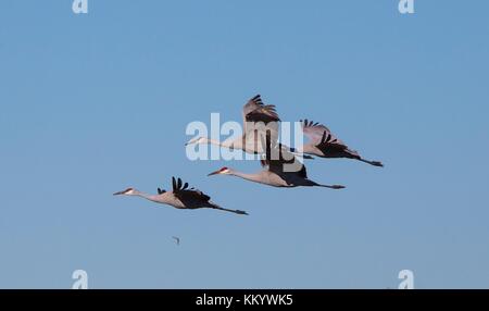 Uno stormo di gru sandhill volare oltre il fiume cosumnes preservare novembre 17, 2017 in Galt, California. (Foto di Giovanni ciccarelli via planetpix) Foto Stock